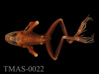 藏品(蛙類)的圖片